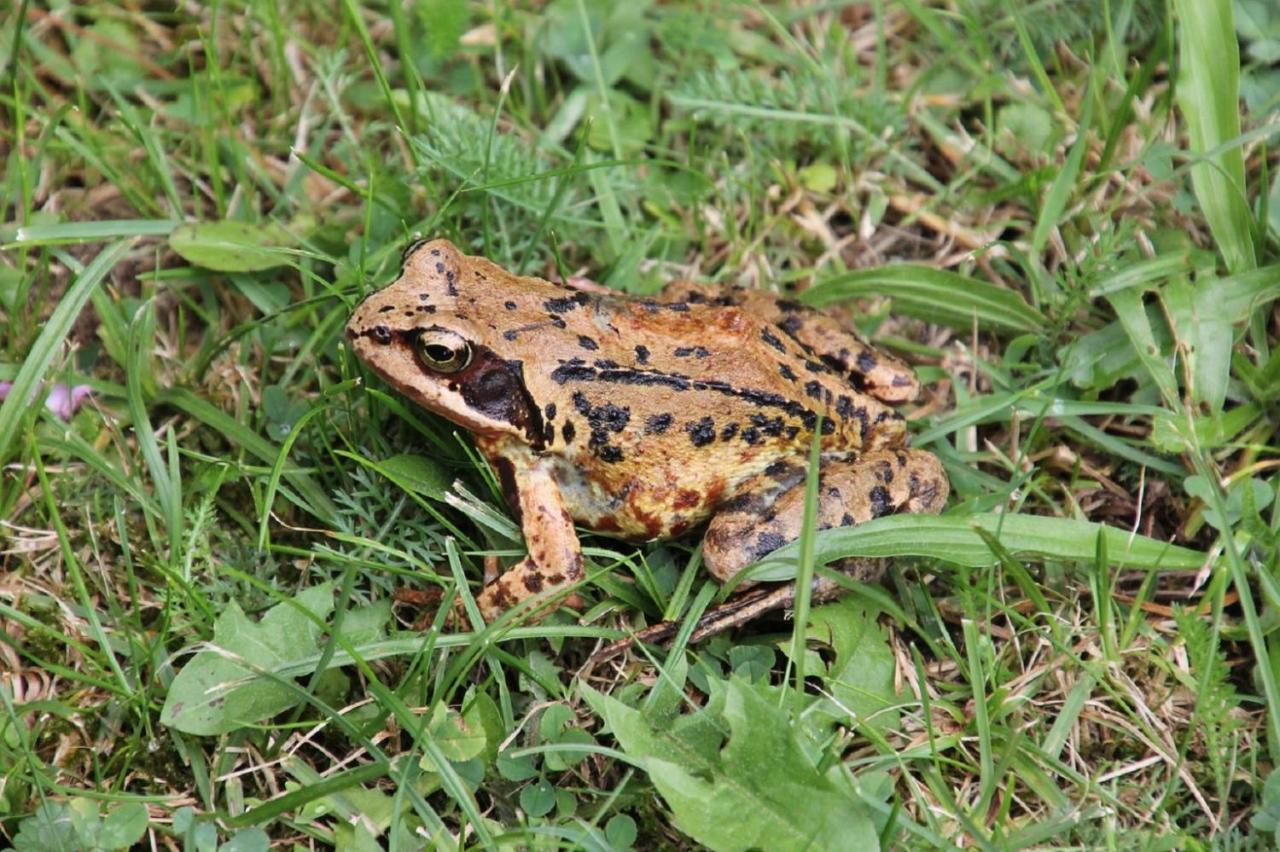 Fewo Im Naturschutzgebiet Hiddenhausen Экстерьер фото