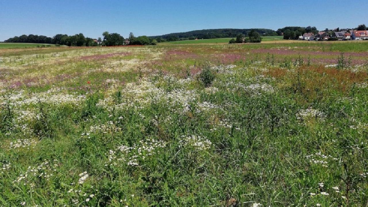 Fewo Im Naturschutzgebiet Hiddenhausen Экстерьер фото